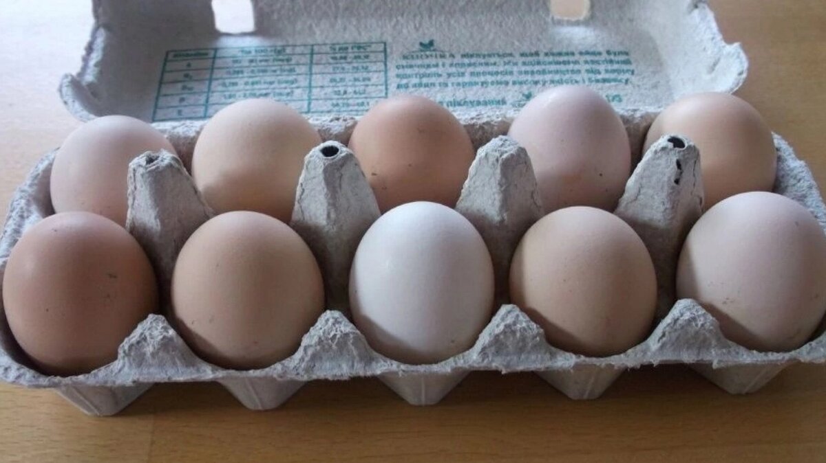 Купить инкубационное яйцо кучинской. Инкубационное яйцо Кучинской юбилейной. Яйца Кучинской породы. Инкубационное яйцо Кучинская Юбилейная. Муляж куриного яйца.