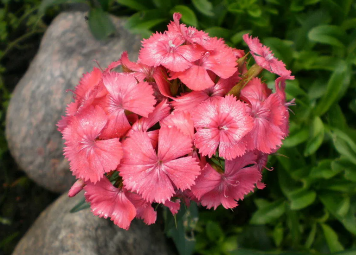 Гвоздика бородатая фото. Гвоздика бородатая - Dianthus barbatus. Гвоздика турецкая Ньюпорт Салмон Пинк. Гвоздика Ньюпорт Салмон Пинк. Гвоздика турецкая (гвоздика бородат.