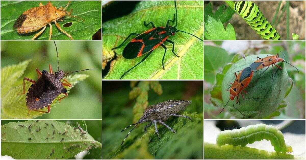 Биологические методы