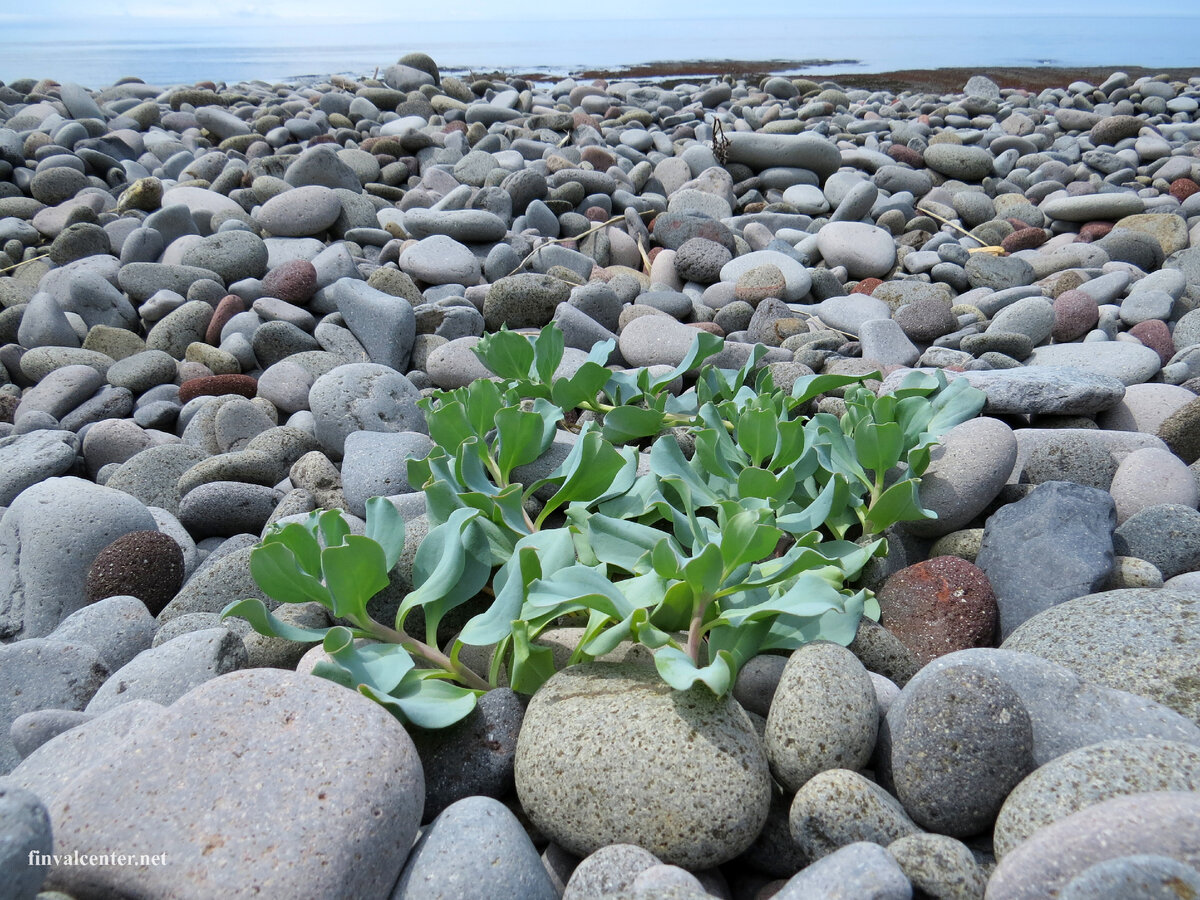 Дальше только море