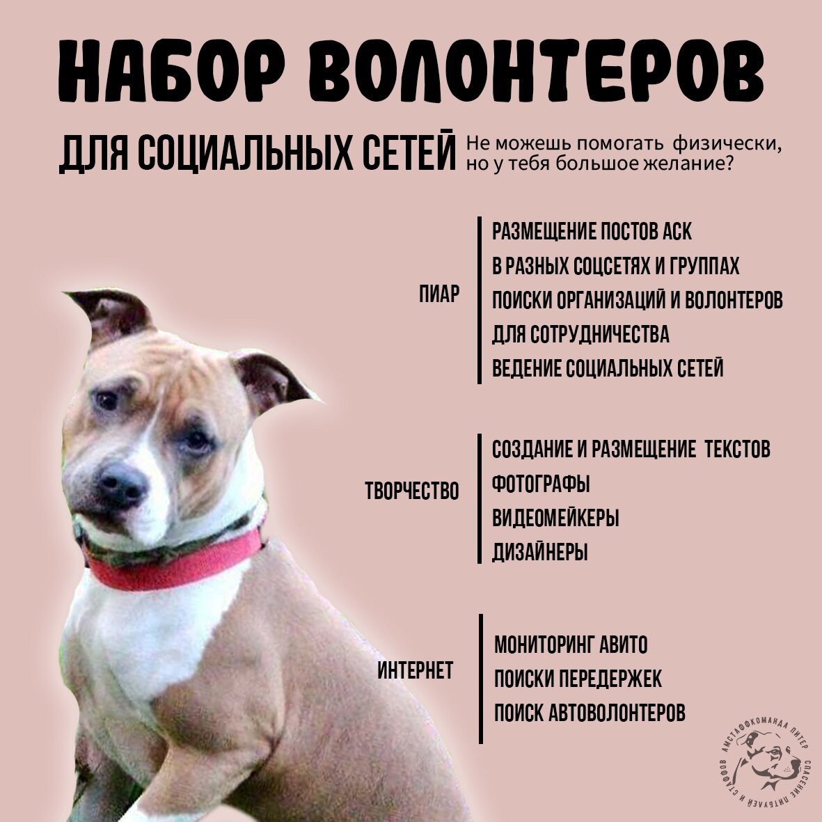 Собаки для начинающих собаководов в квартиру. Собаки для начинающих собаководов в квартиру