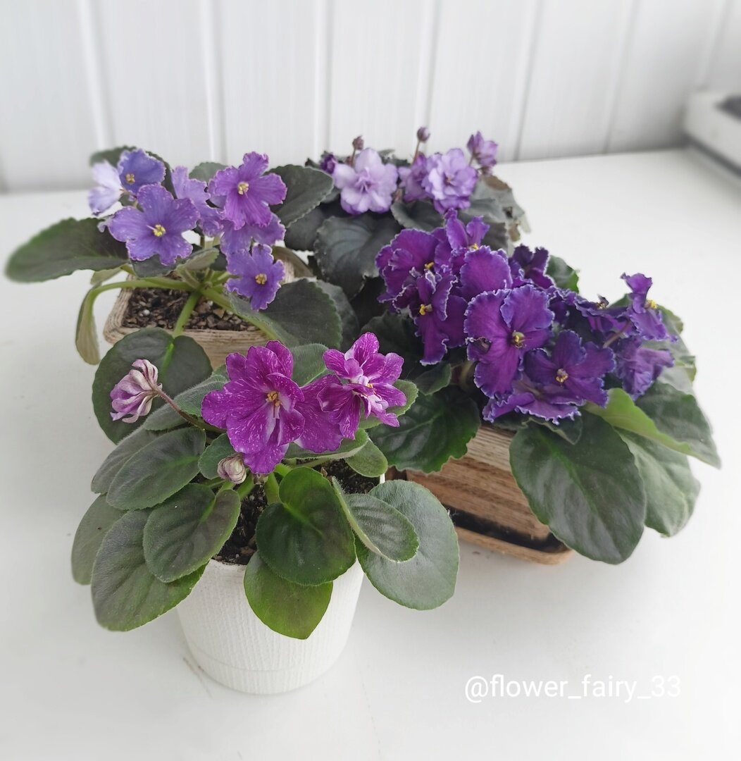 Фиалки-красотки