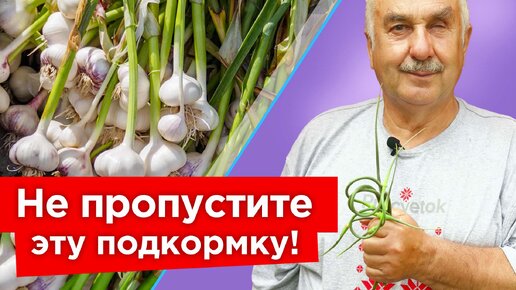 Финальная подкормка чеснока и другие работы, которые вдвое увеличат размер и лежкость головок чеснока