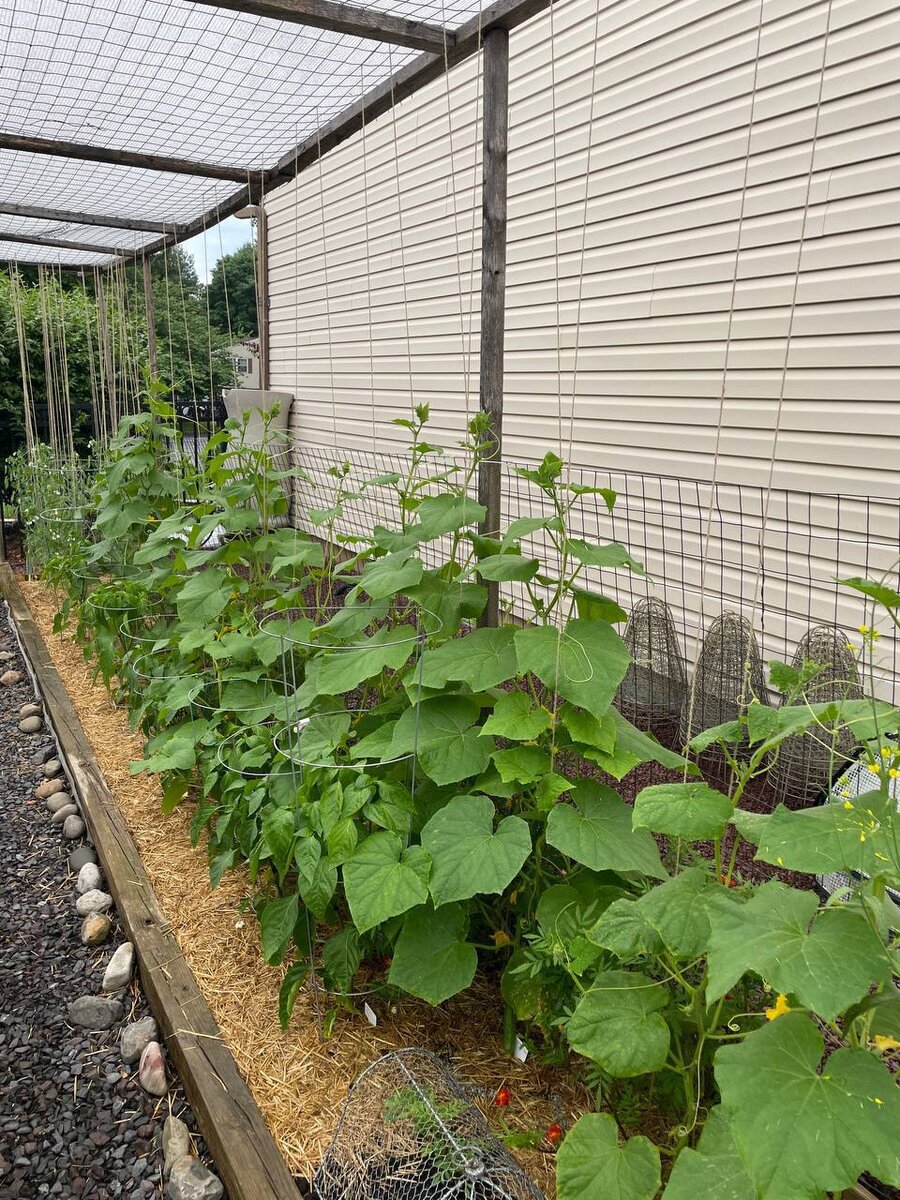 Шикарные огурчики подписчика Дачного агронома 