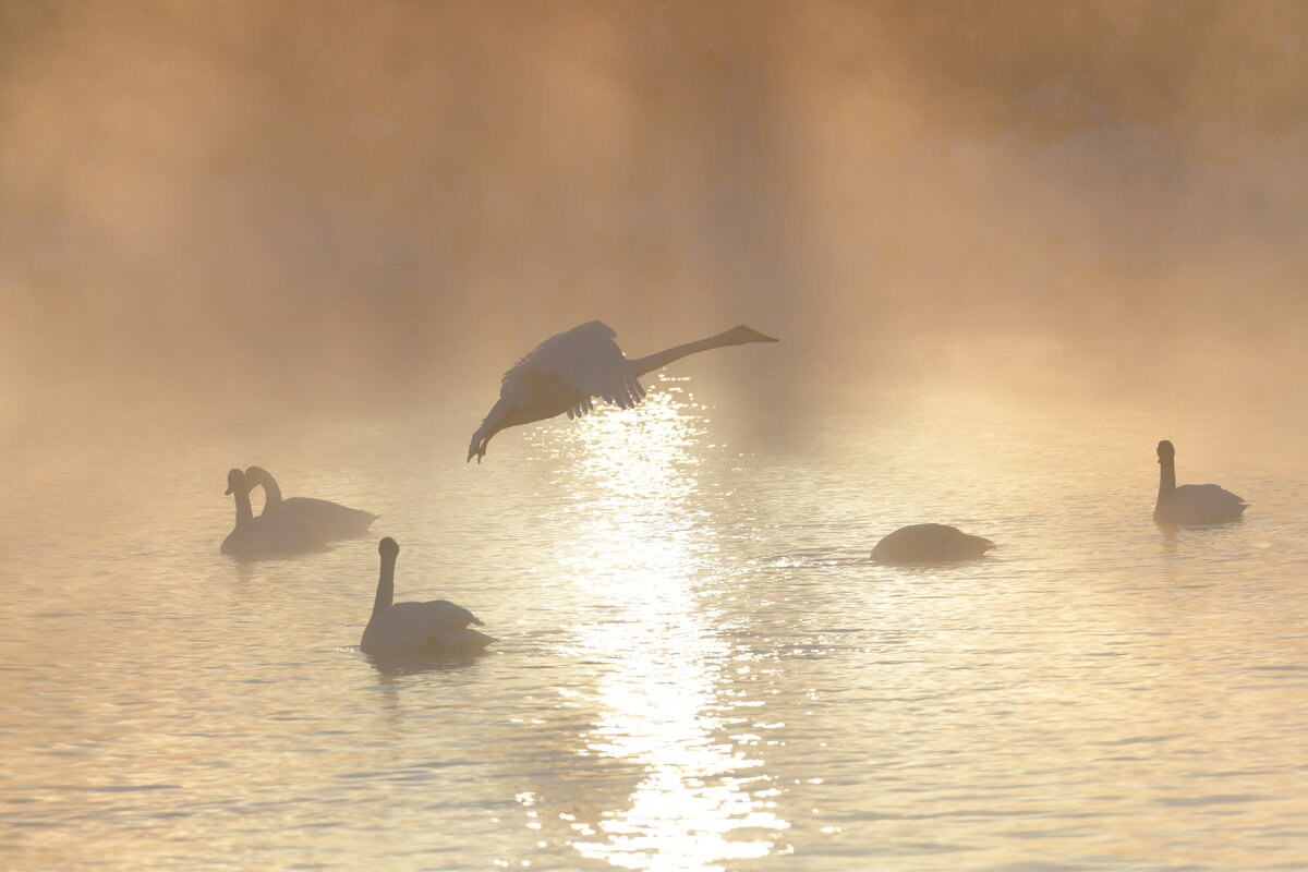 Тихий полет
