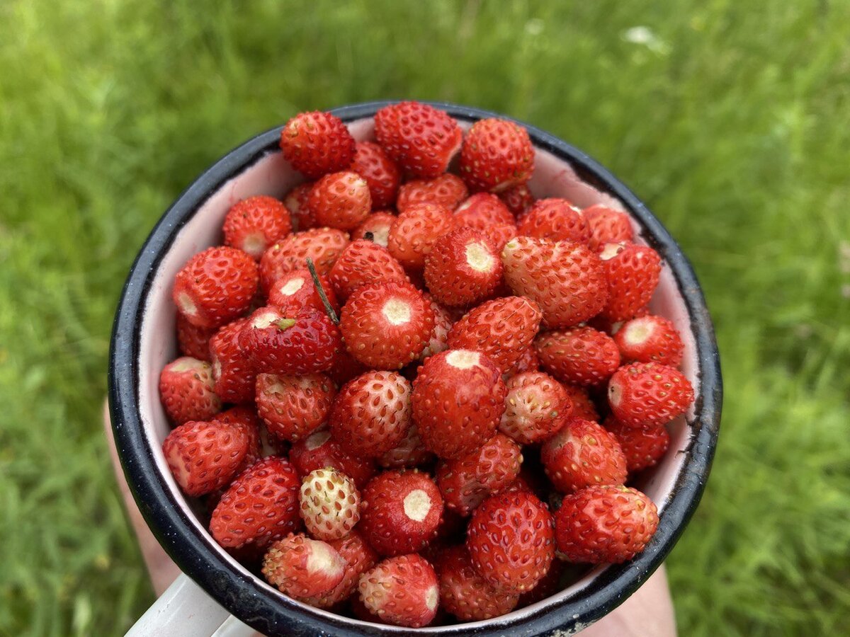 Земляника. Как ещё её называют - "кровь земли" 