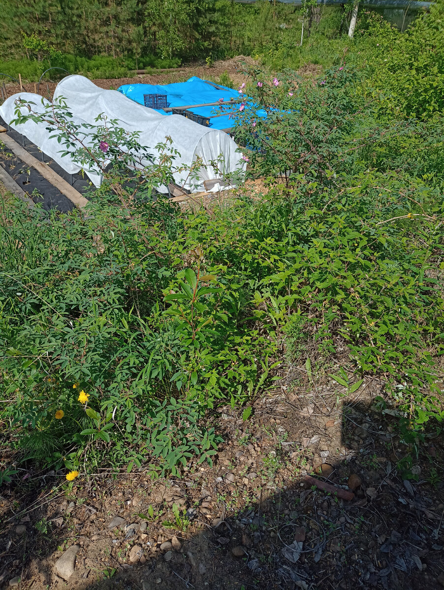 Колючее царство