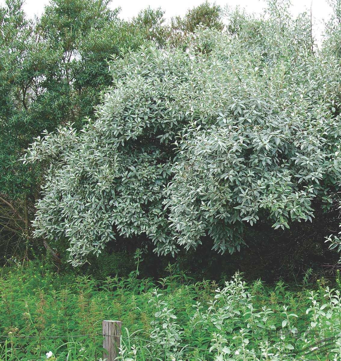 Кустарник лох. Лох узколистный Ангустифолия. Лох серебристый (Elaeagnus commutata). Ива ползучая Аргентеа. Ива ползучая "argentea" ("Аргентеа").