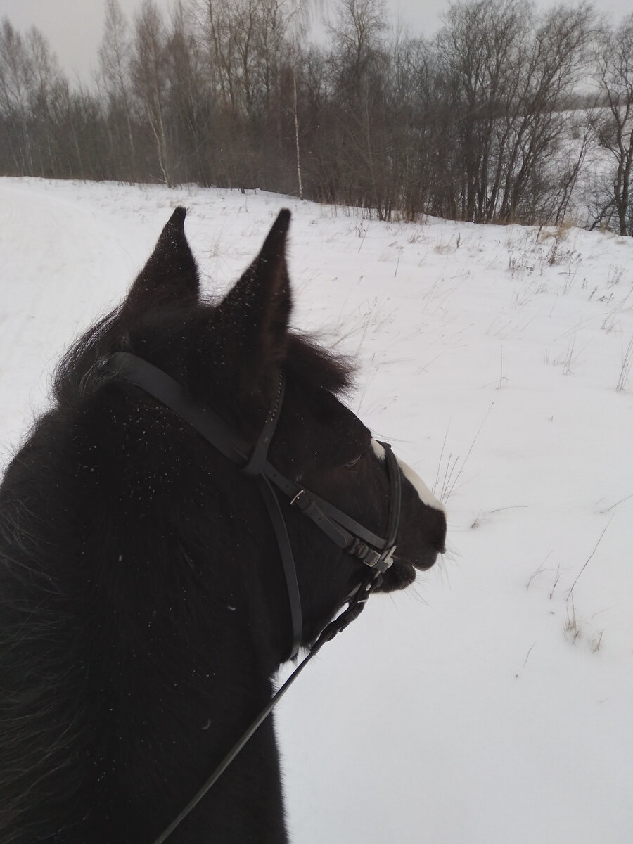 Зима: вид сверху. Вот так человек видит мир с высоты лошади. Описываемые события происходили зимой. На календаре был конец февраля 2022-го...