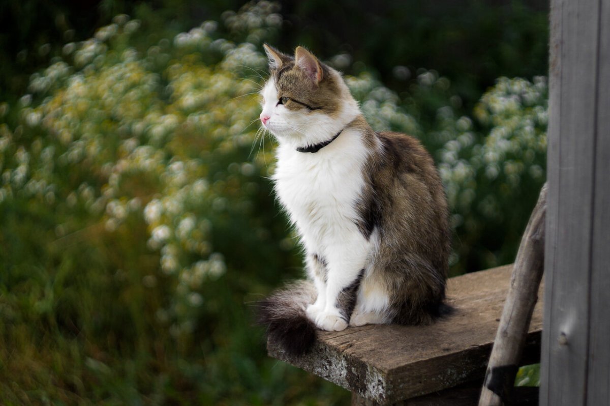 �������� ����: funart.pro