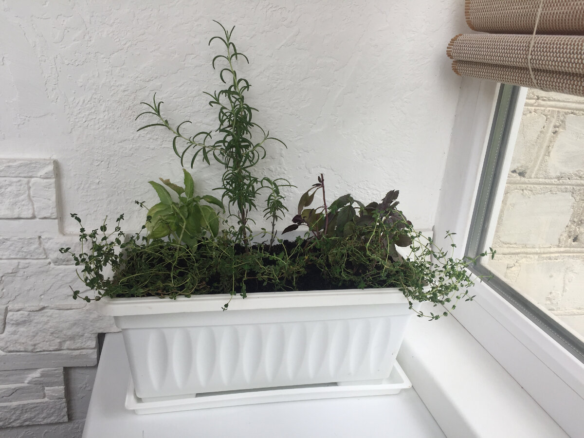 Пряная "грядка"))