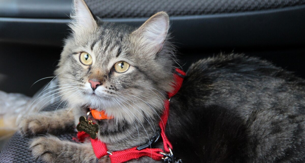 Фото из Интернета.