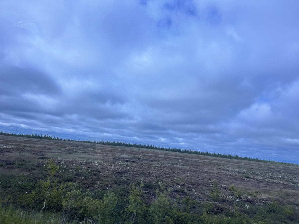 Фото автора. Цветение бгульника