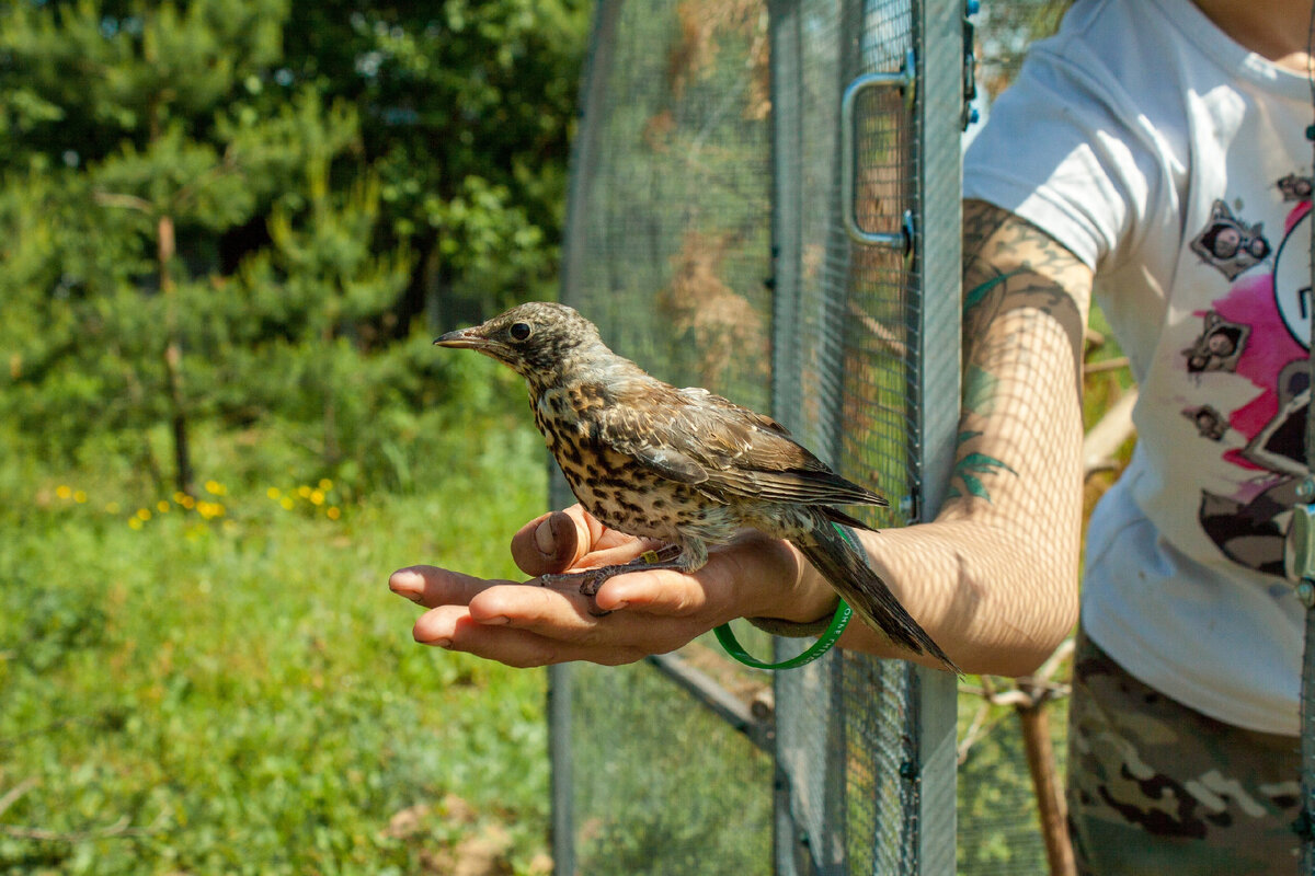 шалашники птицы гнезда. птичка на руке. где взять птиц. где взять птиц. окольцованная птица.