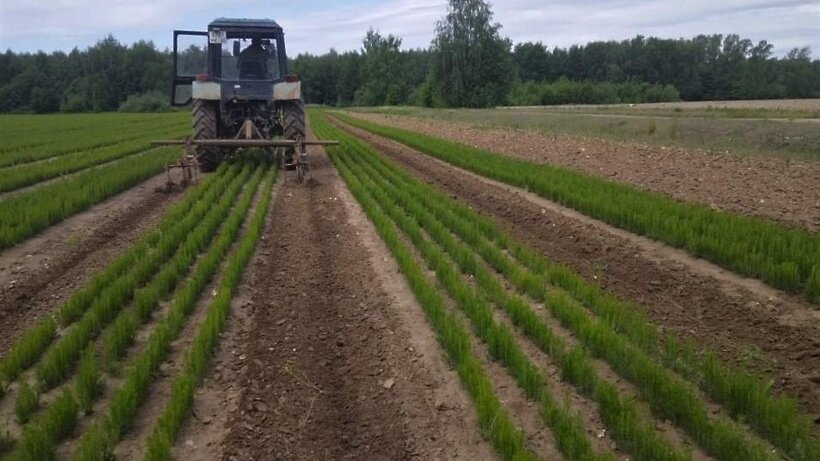    Сеянцы в подмосковных лесных питомниках Комлесхоза ©Пресс-служба комитета лесного хозяйства Московской области