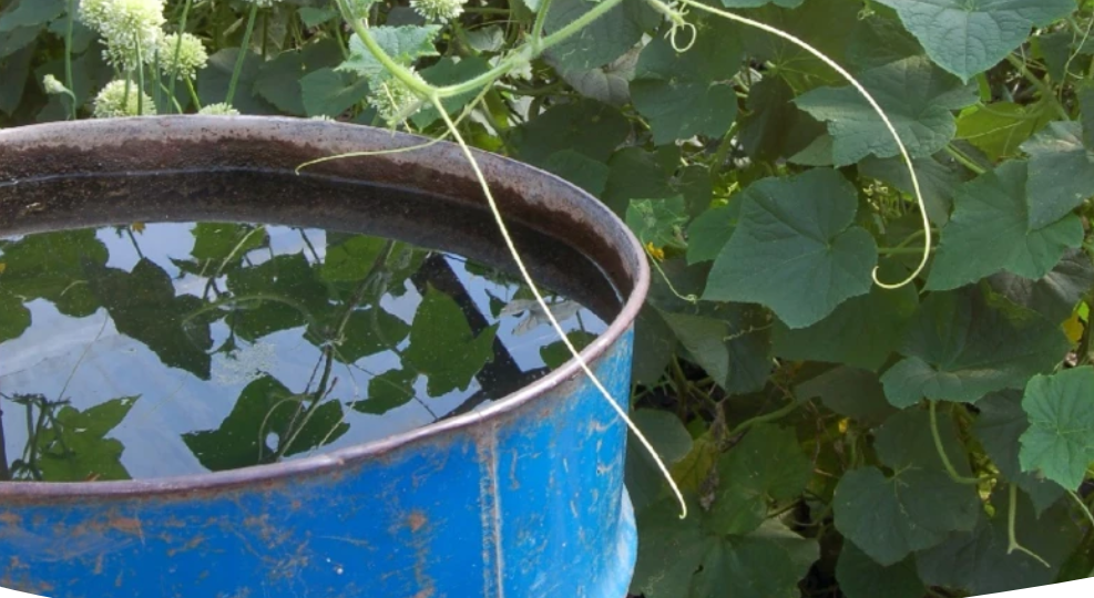 Как правильно смешивать минеральные удобрения, гуматы, биопрепараты, стимуляторы роста