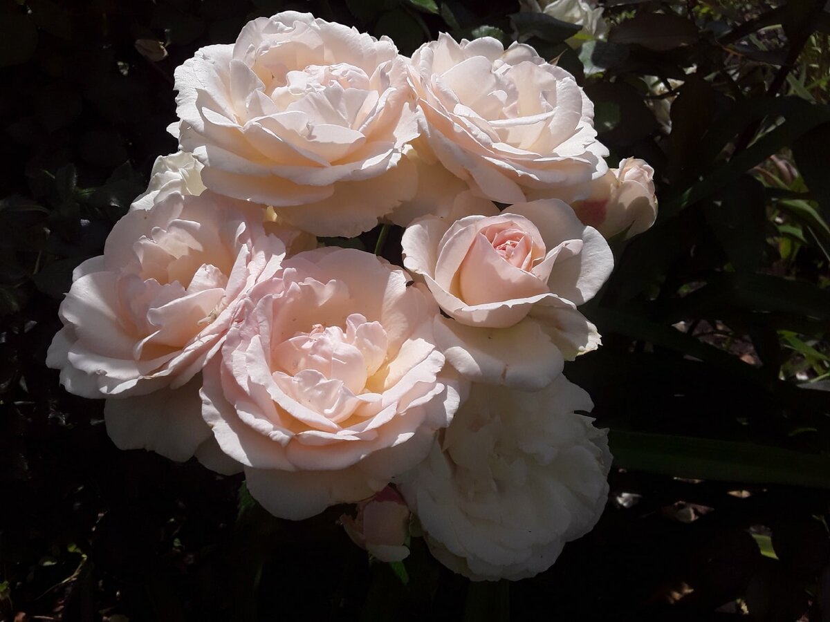 Плетистая роза, сорт Palais Royal