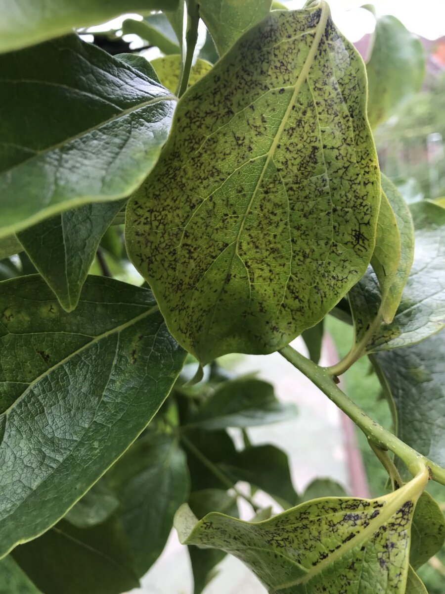 Вот такие листочки на дереве у подписчицы Дачного агронома 