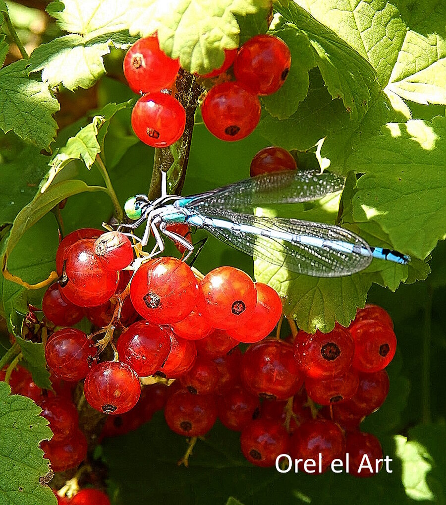 стрекоза и смородина