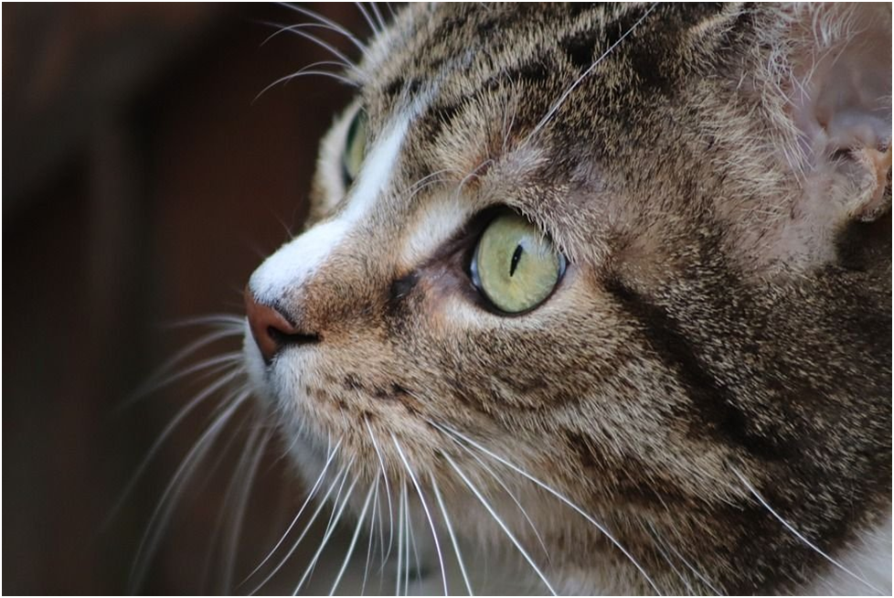 7 причин появления залысин у кошки около глаз | Мур - Мяу | Дзен