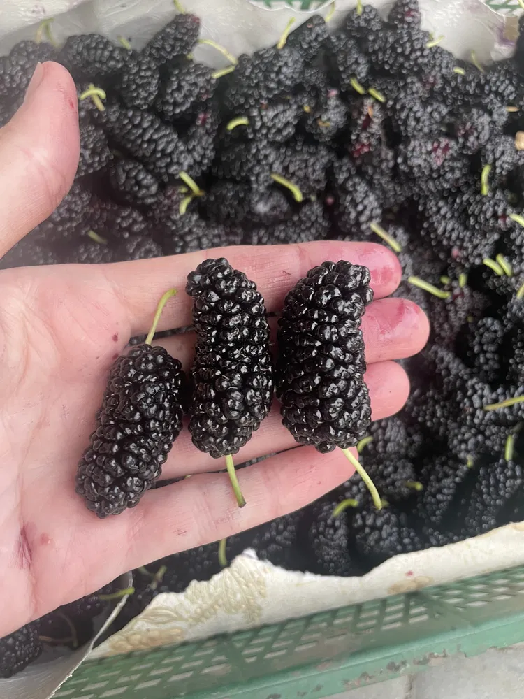 3 продукта, улучшающих работу печени и блокирующие ангиогенез раковых ...