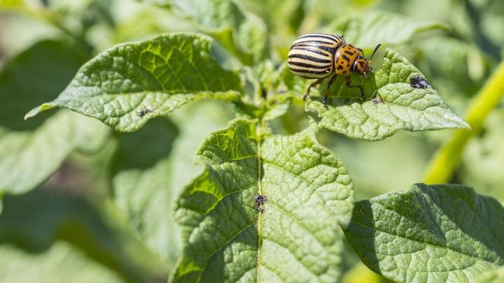 ФОТО: HANKE/HTTP://IMAGEBROKER.COM/#/SEARCH/GLOBALLOOKPRESS