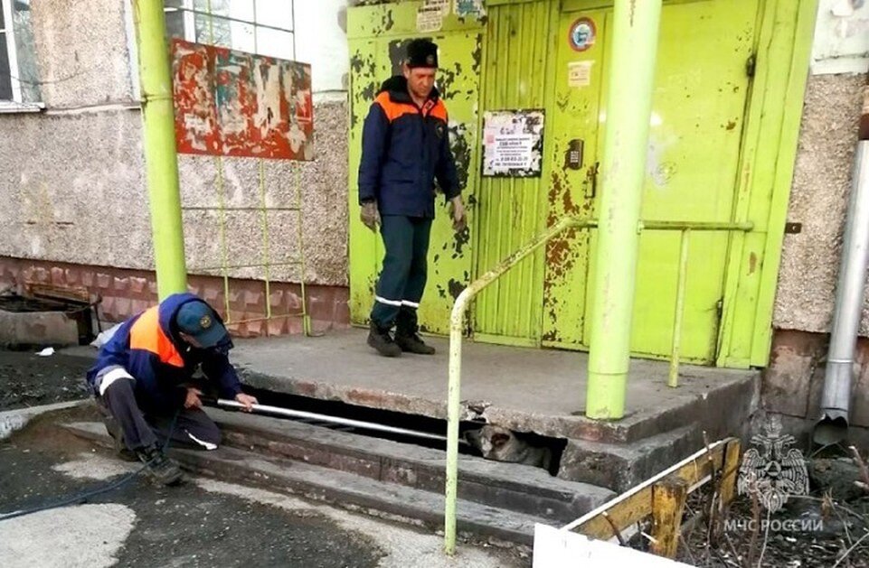   Дворовую собаку спасли в Биробиджане ГУ МЧС России по ЕАО