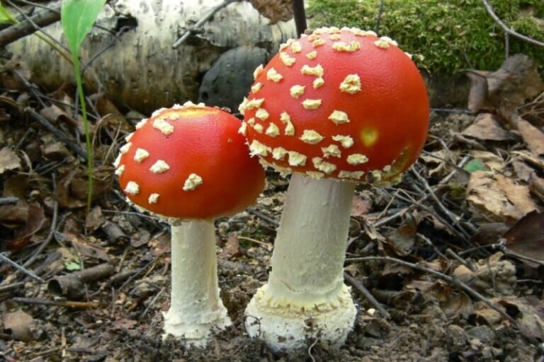    В Оренбуржье пытались реализовать пищевую продукцию на основе мухоморов Белов Михаил Александрович