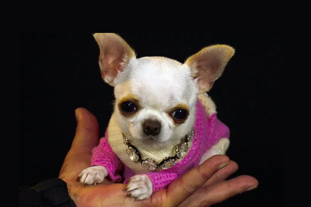     Фото: Guinness World Records