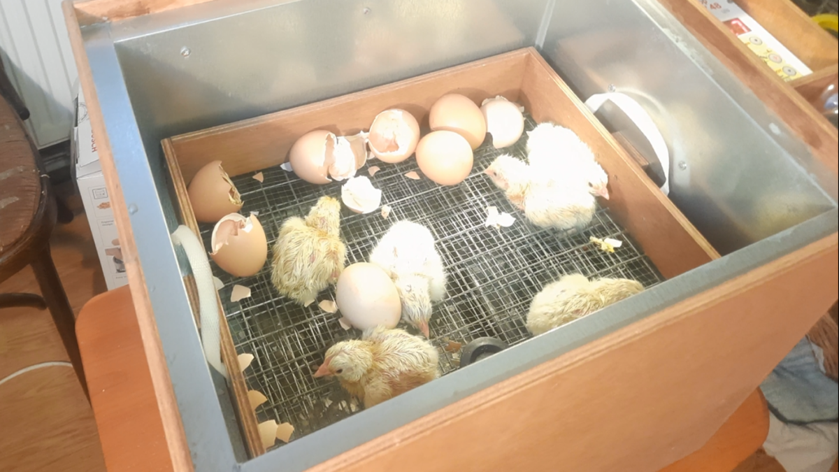 Вылупление цыплят бройлеров