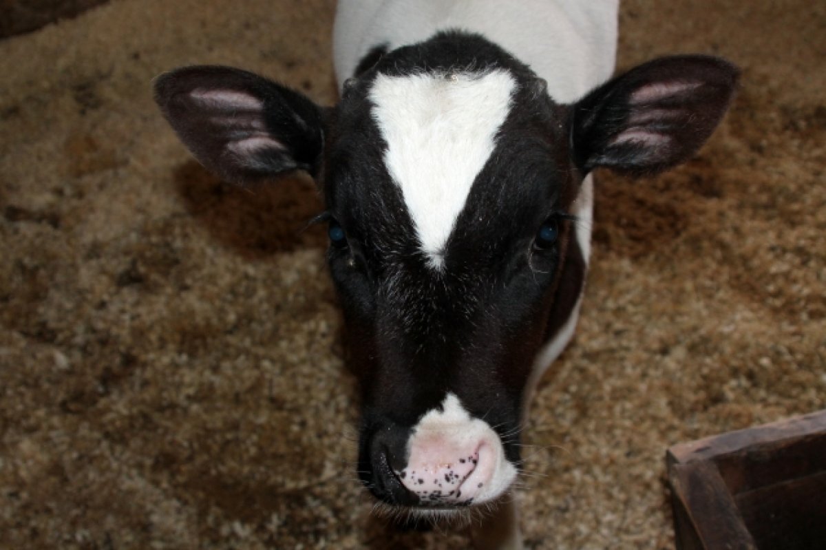    Вязниковские фермеры установили рекорд по надою молока