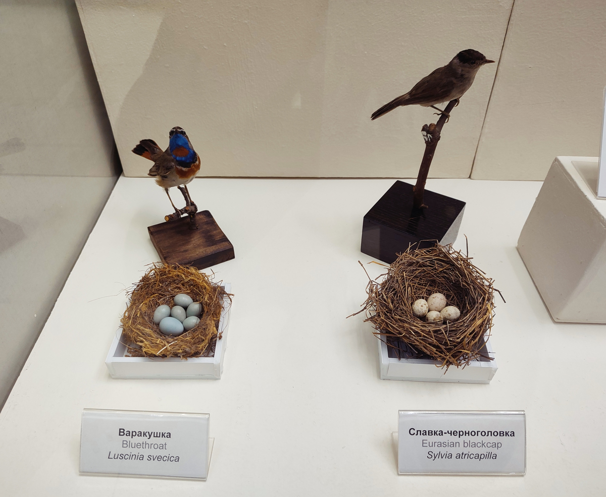 Гнезда с яйцами варакушки и славки-черноголовки вместе с подкинутым яйцом кукушки. Дарвиновский музей, основная экспозиция