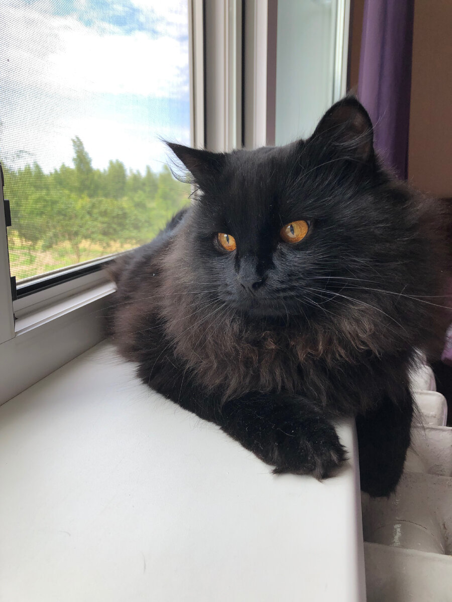 Кот сильно линяет, что делать? | 🐱ТРИ КОТА🐱 | Дзен