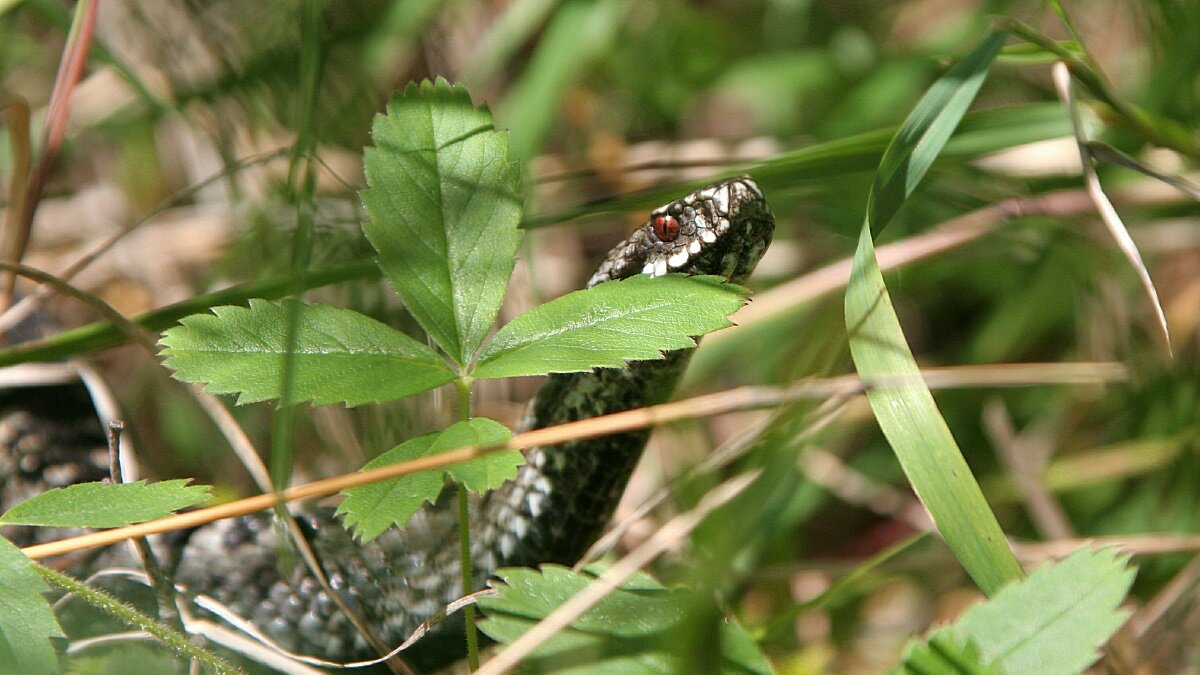    Как защитить свою дачу от гадюк