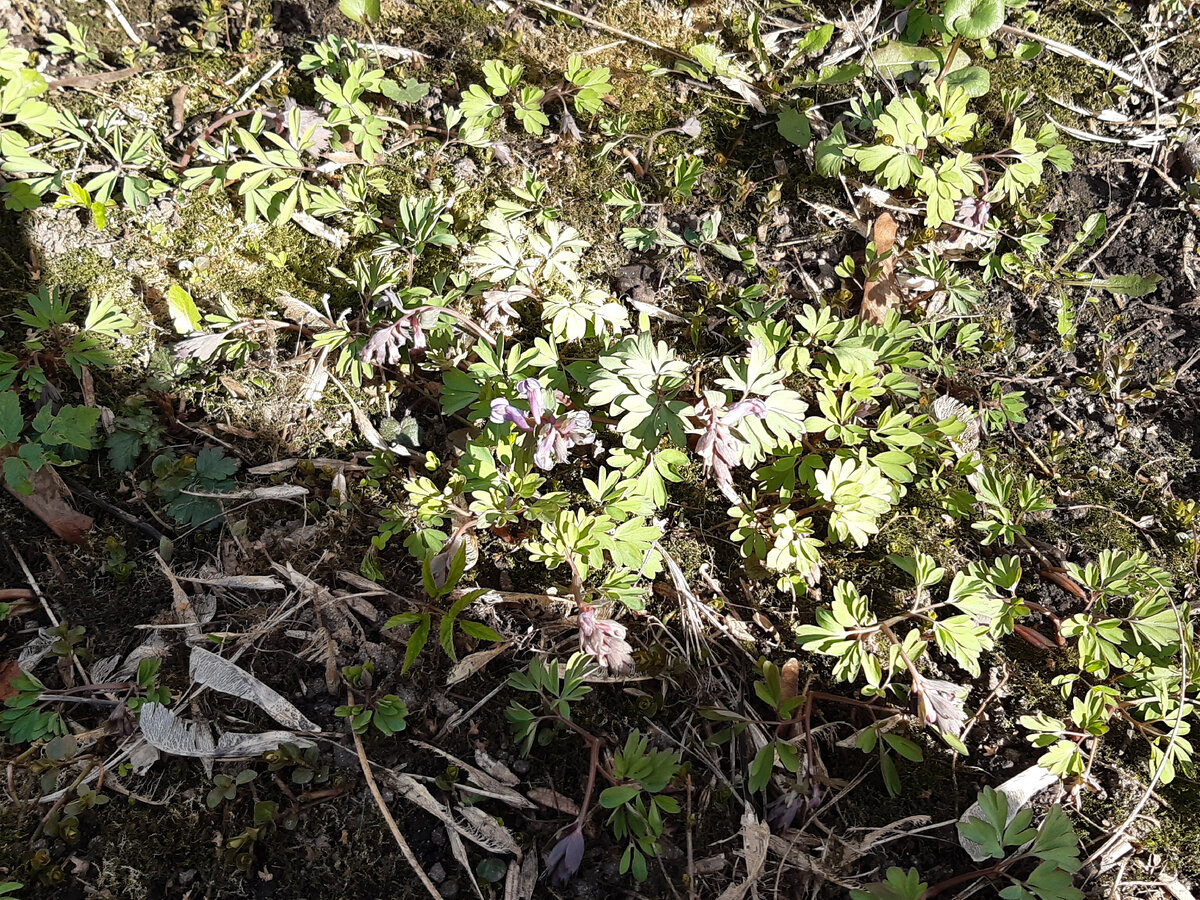 Хохлатка снова зацвела