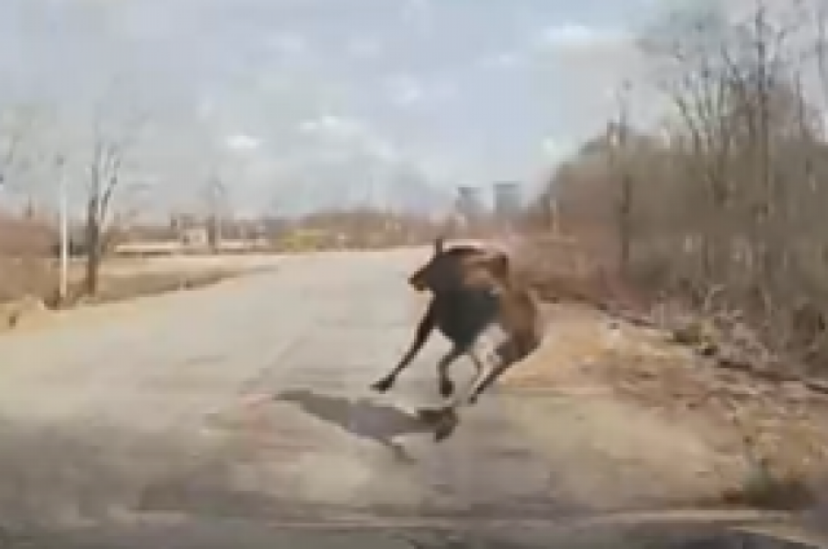    В Тверской области водитель спас себя и лося благодаря новым колодкам