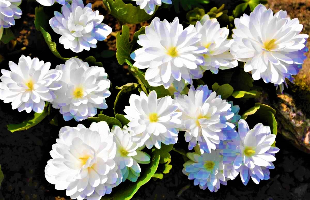 Листайте галерею для просмотра. Сангвинария.