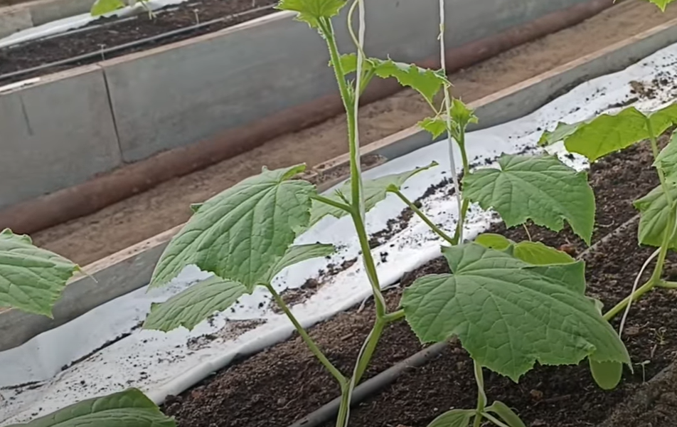 Ослепление огурцов