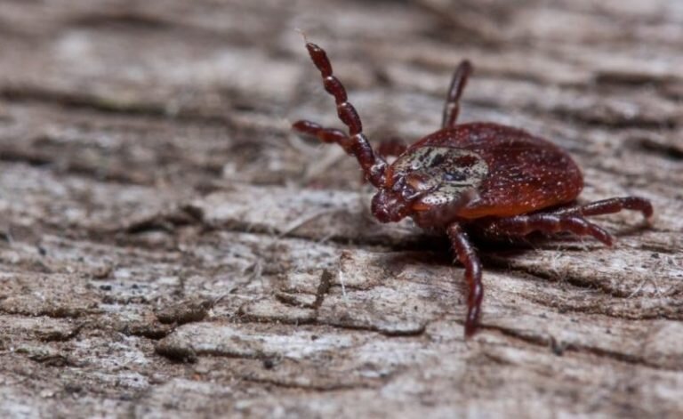    В Оренбуржье от укуса клещей пострадали 72 человека, в том числе 29 детей Кристина Просвиркина