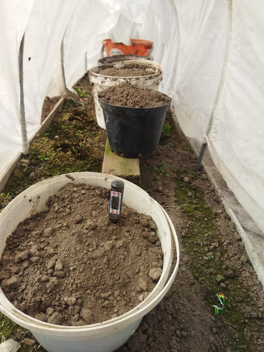 Средняя огуречная грядка. По бокам уже насеяно куча всего - укроп/редиска/кинза, июньская капуста/бархотки. А еще черенки Актинидии с осени прикопаны - пересаживать рано.. 