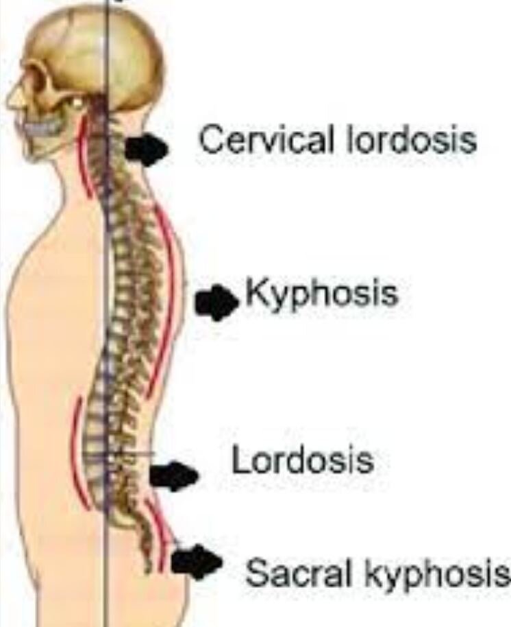 Нормальные изгибы позвоночника (сверху вниз): шейный лордоз, грудной кифоз, поясничный лордоз, крестцовый кифоз 
