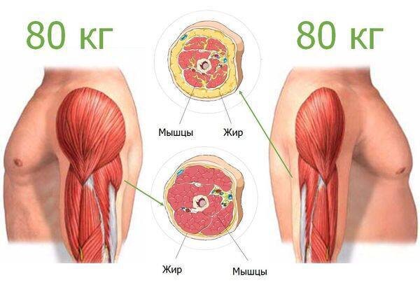 Tensor fasciae Latae мышца