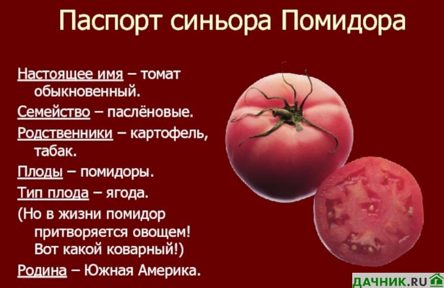 Помидор это ягода или нет. Томат это ягода. Помидоры Ягодка. Томат ягода или нет.