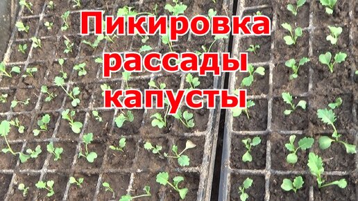 Пикировка рассады капусты. Как и когда надо проводить пикировку, уход за капустой после пересадки.