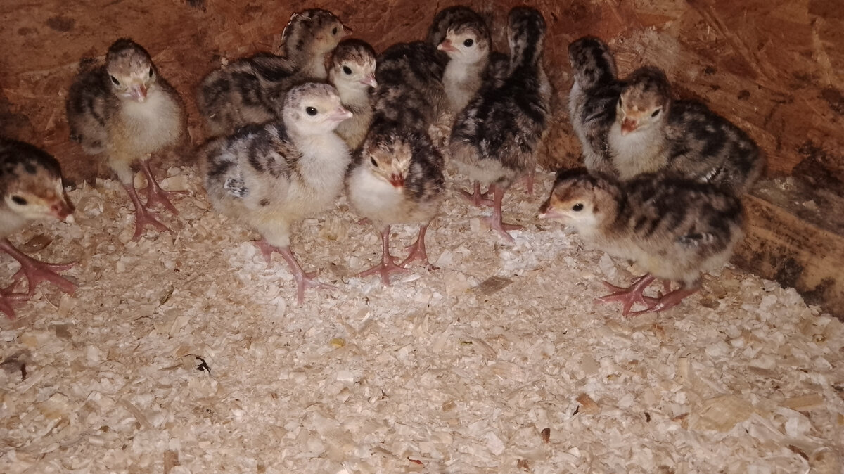 Индюшата. Фото автора