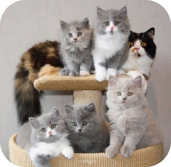 Источник: pinterest.com