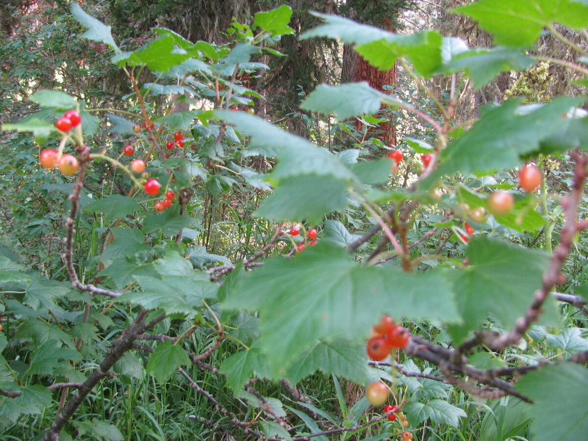 Смородина спеет. Однако, обратите внимание, что на территории заповедника запрещён сбор грибов, орехов и ягод. 