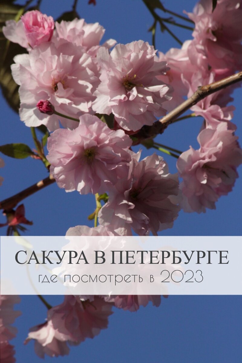 Где посмотреть цветение сакуры в Санкт-Петербурге в 2023 году? | Landelier  - ателье интеллигентных ландшафтов из Санкт-Петербурга | Дзен