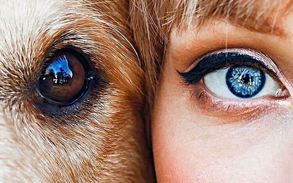Мир глазами собаки. Взгляд на мир глазами собаки. Мир глазами собаки фото. Зрение собак.