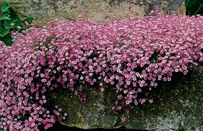 Розовая пена гипсофилы.